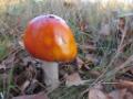 Paddenstoelen-Baronie Cranendonck
